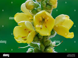 Attēlu rezultāti vaicājumam “Verbascum thapsus bud”