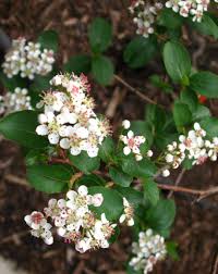 Attēlu rezultāti vaicājumam “Aronia melanocarpa flower”