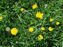 Attēlu rezultāti vaicājumam “Leontodon autumnalis”