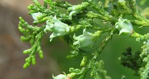 Attēlu rezultāti vaicājumam “Thuja occidentalis flower”