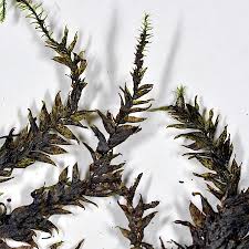 Attēlu rezultāti vaicājumam “Platyhypnidium riparioides”