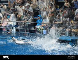 Image result for Dolphin Sub Aqua