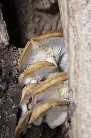 Attēlu rezultāti vaicājumam “Hypsizygus ulmarius”