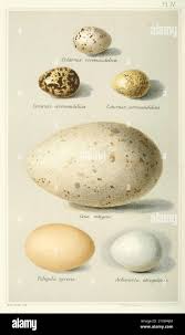 Attēlu rezultāti vaicājumam “Fulica atra eggs”