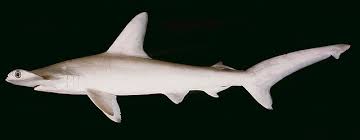 Image result for Sphyrna lewini