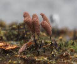 Attēlu rezultāti vaicājumam “Stemonitopsis amoena macro”