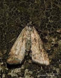 Attēlu rezultāti vaicājumam “Cataclysta lemnata”