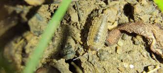 Attēlu rezultāti vaicājumam “Ligidium hypnorum”