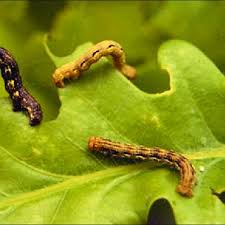 Attēlu rezultāti vaicājumam “Orthosia miniosa larva”