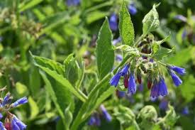 Attēlu rezultāti vaicājumam “Symphytum asperum”