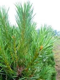 Attēlu rezultāti vaicājumam “Pinus sylvestris var. turfosa”