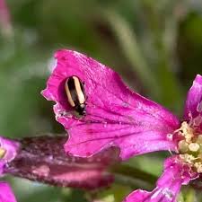 Attēlu rezultāti vaicājumam “Phyllotreta sp.”