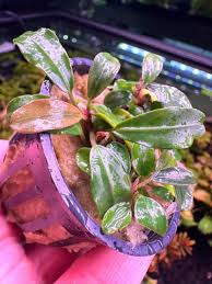 Risultati immagini per bucephalandra pinoh red stem