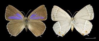 Attēlu rezultāti vaicājumam “Theclinae”