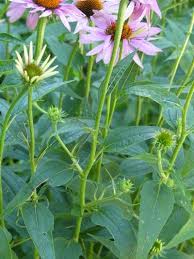 Attēlu rezultāti vaicājumam “Echinacea purpurea bud”