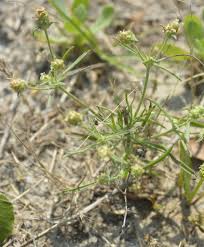Attēlu rezultāti vaicājumam “Plantago uniflora flower”