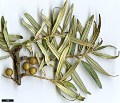 Attēlu rezultāti vaicājumam “Hippophae rhamnoides leaf”