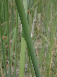 Attēlu rezultāti vaicājumam “Schoenoplectus lacustris subsp. glaucus bud”