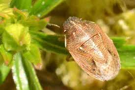 Attēlu rezultāti vaicājumam “Eurygaster testudinaria nymph”