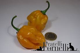 Afbeeldingsresultaat voor yellow fratali hot pepper