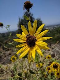 Image result for Helianthus annuus