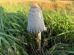 Attēlu rezultāti vaicājumam “Coprinus comatus”