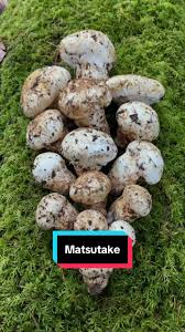 Attēlu rezultāti vaicājumam “Brefeldia maxima young”