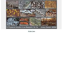 Attēlu rezultāti vaicājumam “Physarum daamsii”