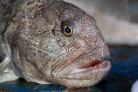 Image result for Anarhichas denticulatus