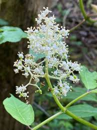 Attēlu rezultāti vaicājumam “Sambucus racemosa flower”