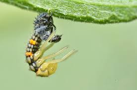 Attēlu rezultāti vaicājumam “Coccinella septempunctata larva”