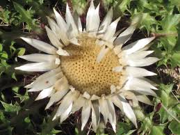 Image result for Silberdistel
