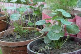 Attēlu rezultāti vaicājumam “Hydrocotyle vulgaris fruit”