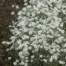 Attēlu rezultāti vaicājumam “Cerastium tomentosum flower”