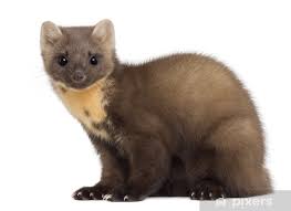 Attēlu rezultāti vaicājumam “Martes martes”