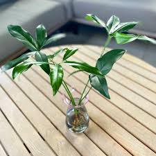 「綠羽毛」的圖片搜尋結果