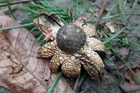 Attēlu rezultāti vaicājumam “Diderma subincarnatum”