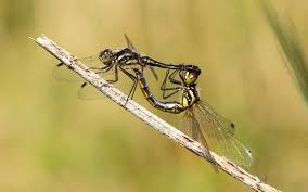 Attēlu rezultāti vaicājumam “Sympetrum danae”