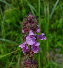Attēlu rezultāti vaicājumam “Stachys palustris flower”