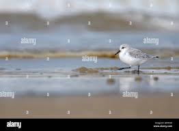 Attēlu rezultāti vaicājumam “Calidris alba adult”