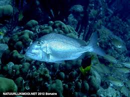 Image result for Calamus bajonado