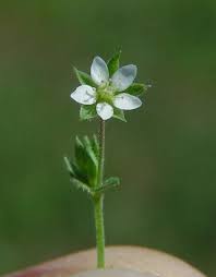 Attēlu rezultāti vaicājumam “Arenaria serpyllifolia flower”