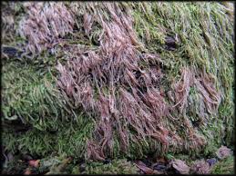 Attēlu rezultāti vaicājumam “Nowellia curvifolia”