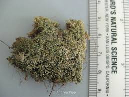 Attēlu rezultāti vaicājumam “Eucladium verticillatum”