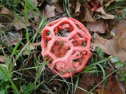 Attēlu rezultāti vaicājumam “Clathrus ruber”
