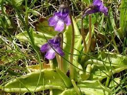 Attēlu rezultāti vaicājumam “Pinguicula vulgaris leaf”