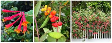 Attēlu rezultāti vaicājumam “Lonicera”