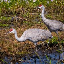Image result for Grus canadensis