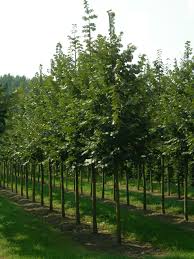 Attēlu rezultāti vaicājumam “Tilia tomentosa”