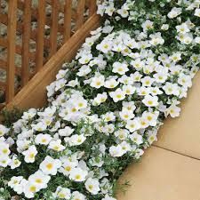 Image result for Nierembergia